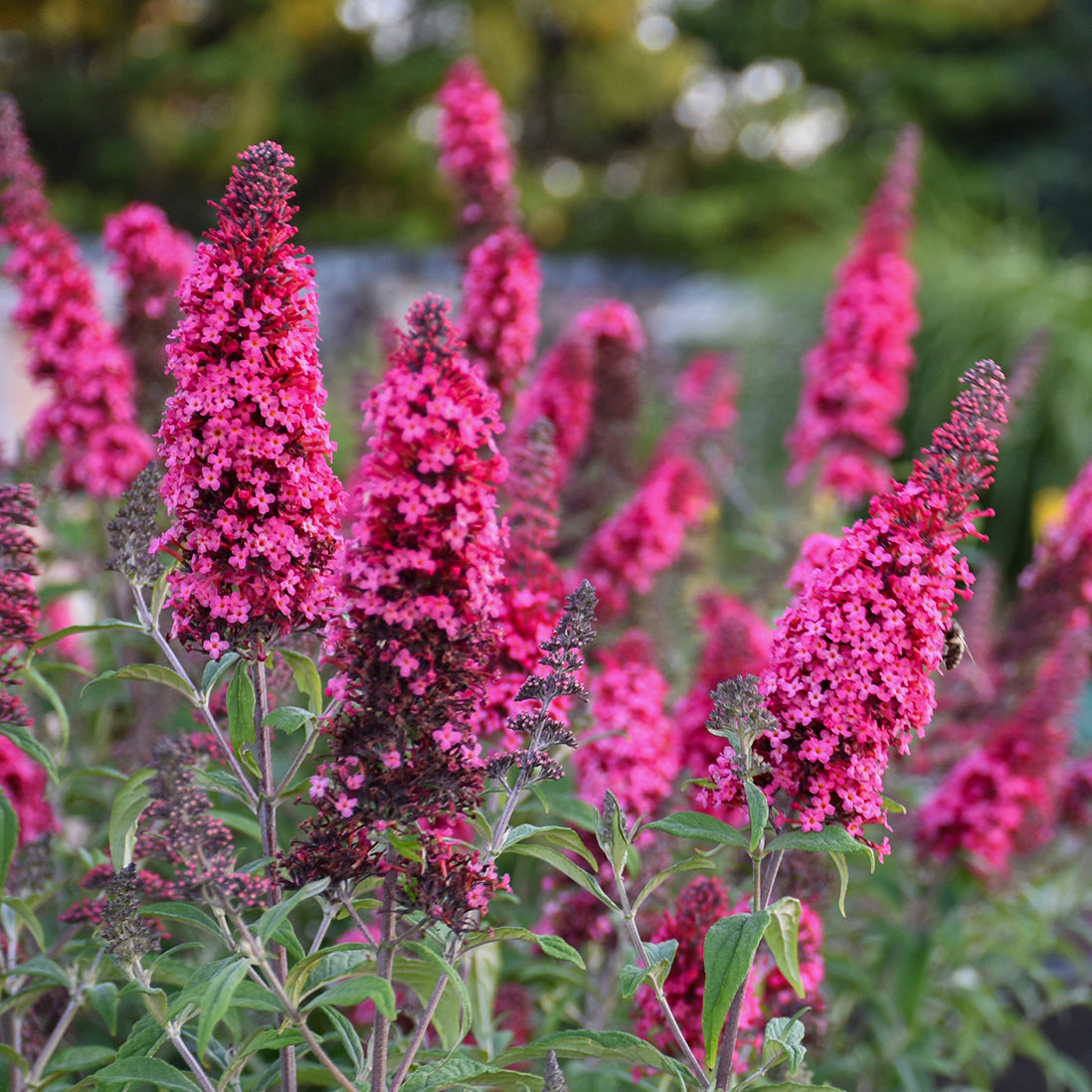 Butterfly Bush Prince Charming (6.5" tall pot)