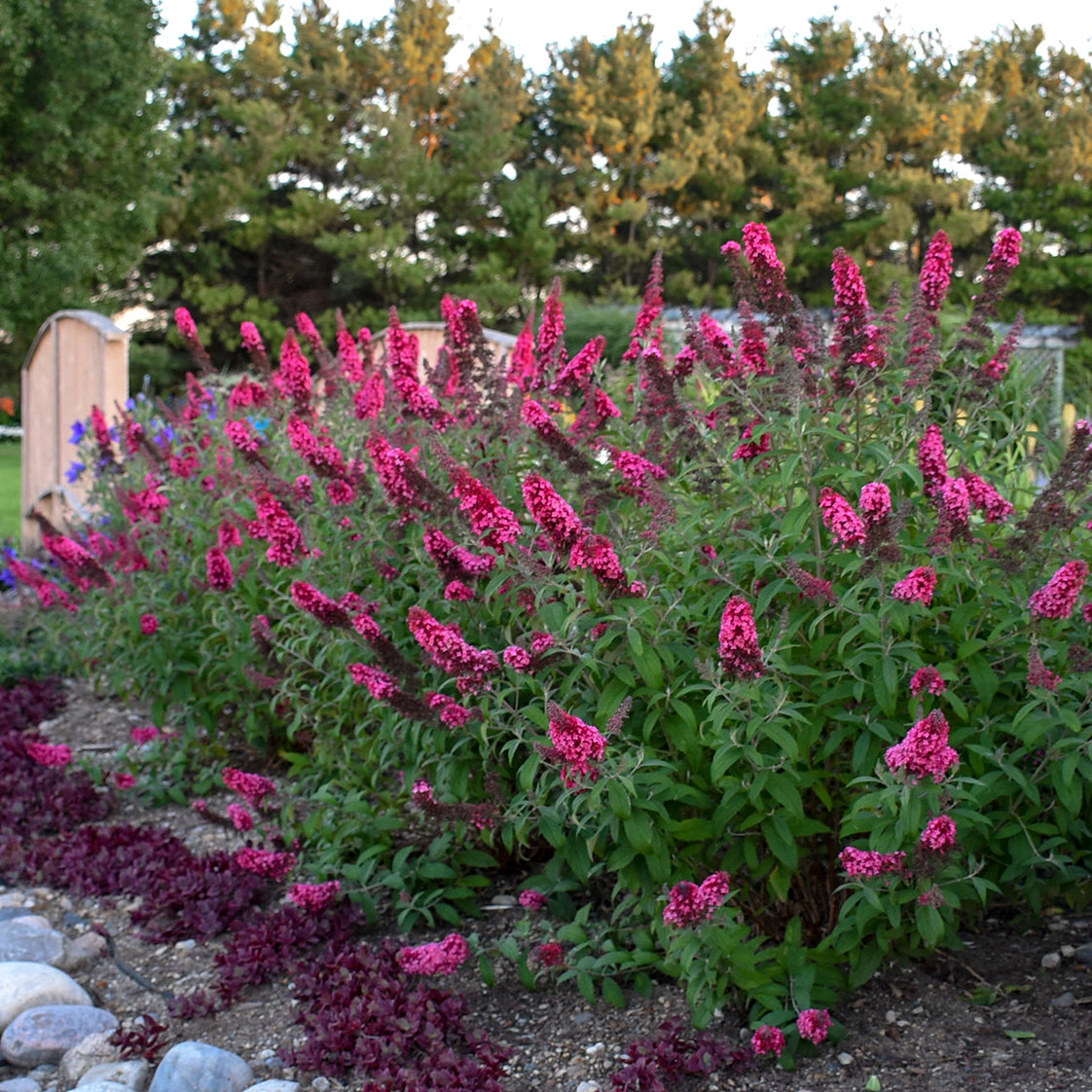 Butterfly Bush Prince Charming (6.5" tall pot)