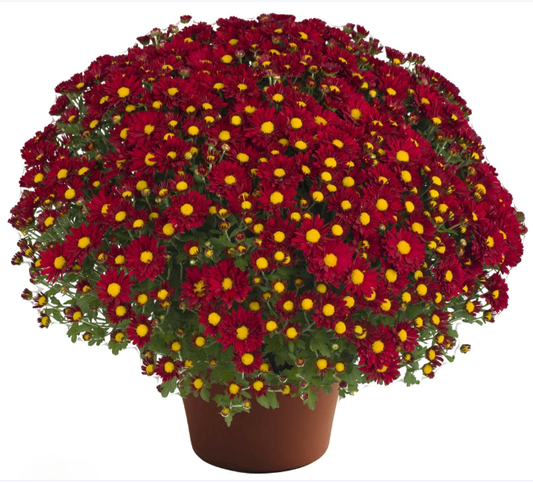 Burgundy Daisy 9" Mum
