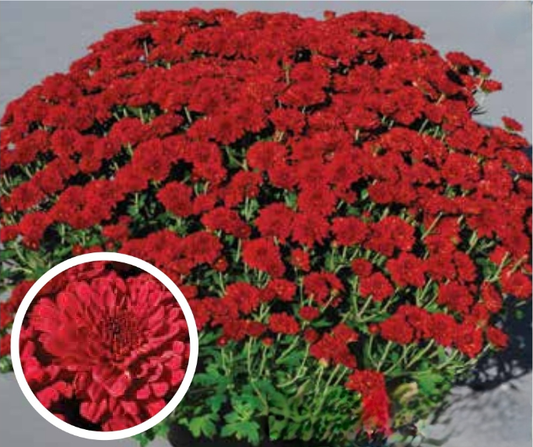 Burgundy 9" Mum