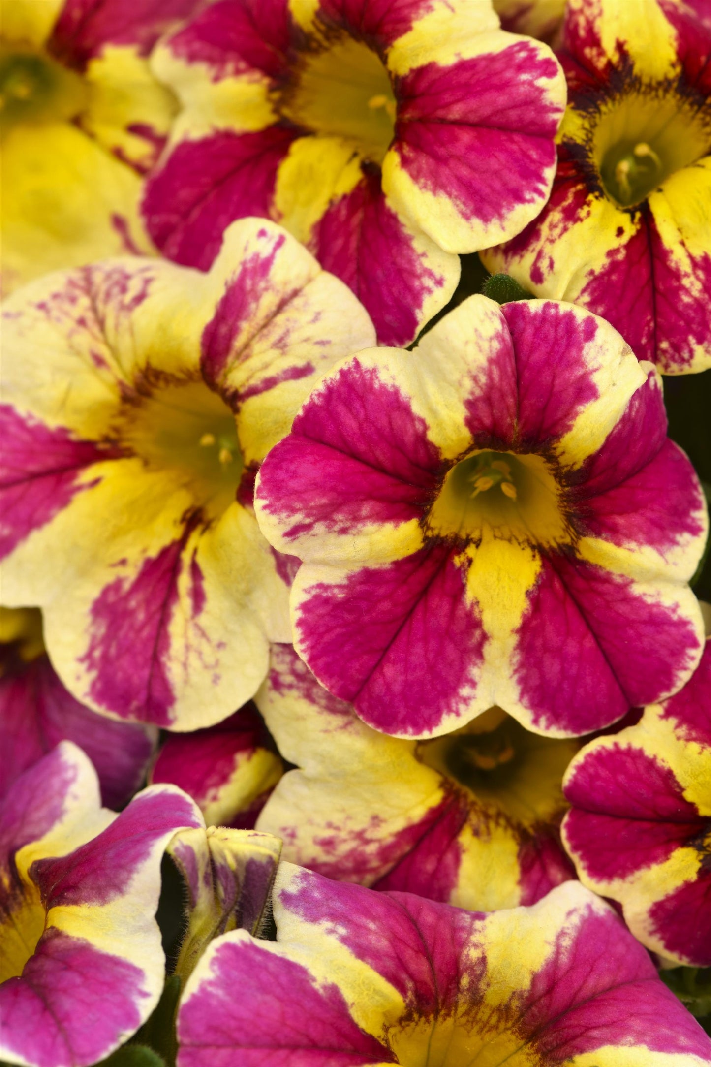 Calibrachoa Candy Shop Candy Bouquet (5" pot)