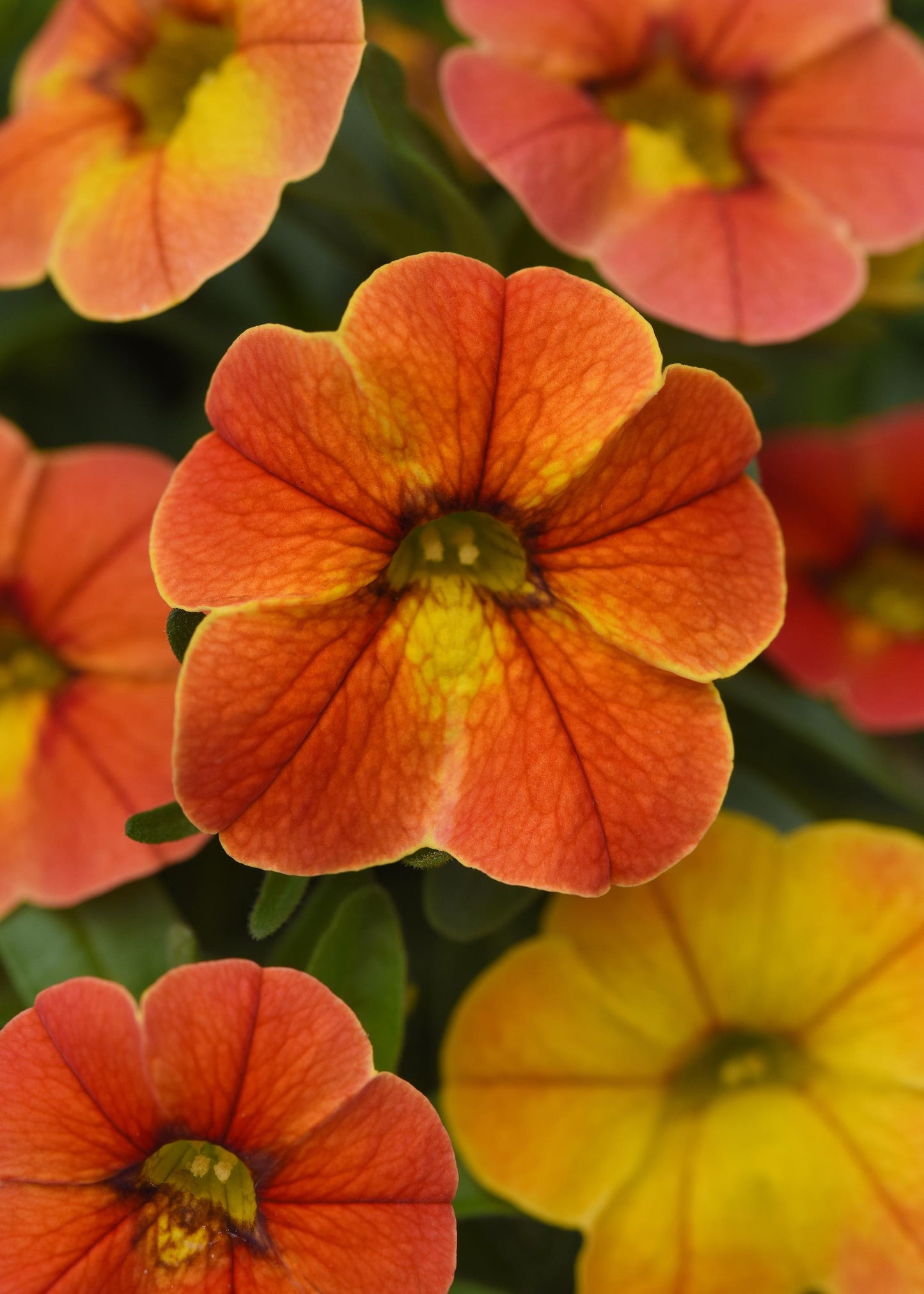 Calibrachoa Conga Diva Orange (5" pot)