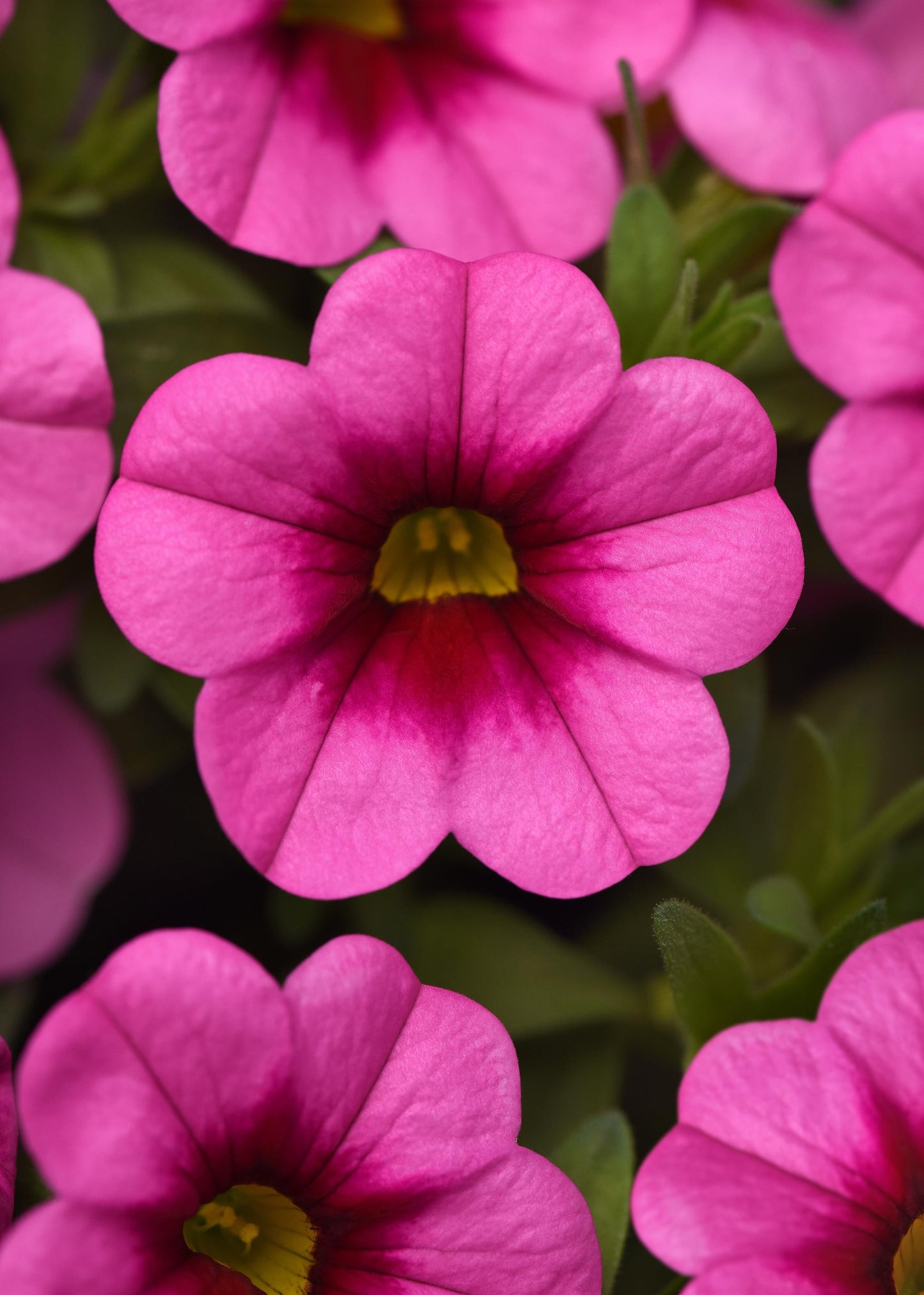 Calibrachoa Conga Pink Kiss (5" pot)
