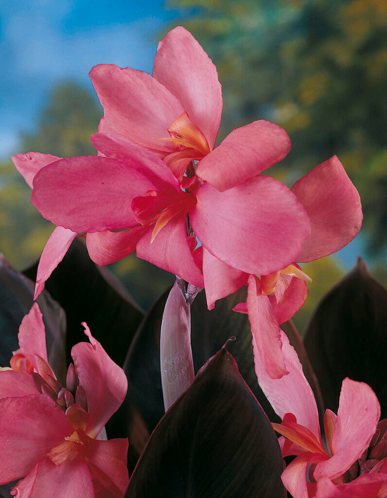 Canna Lily Tropical Pink (6" orange pot)