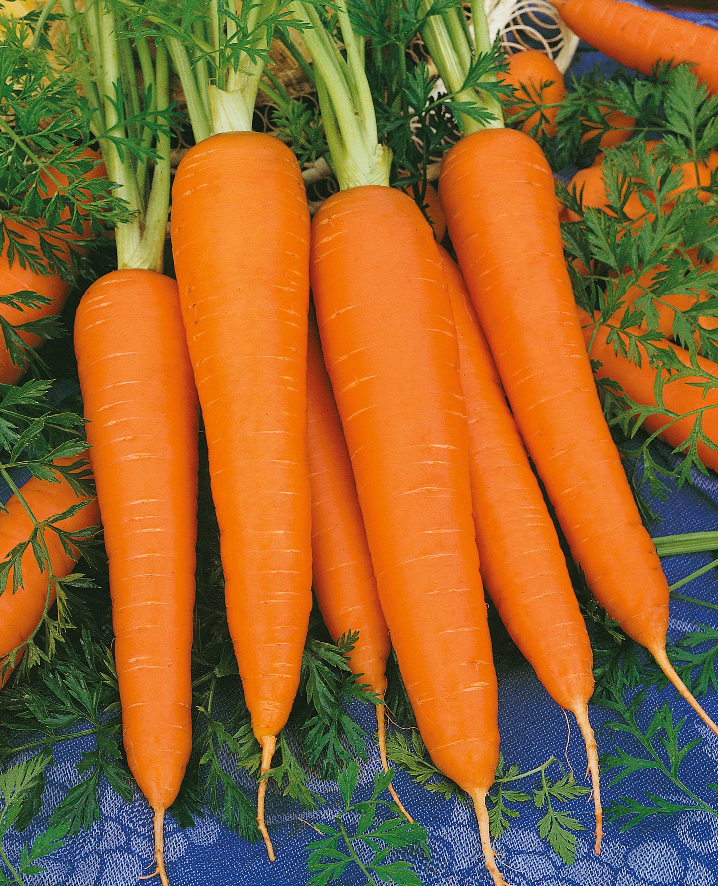 Carrots (3-pack)