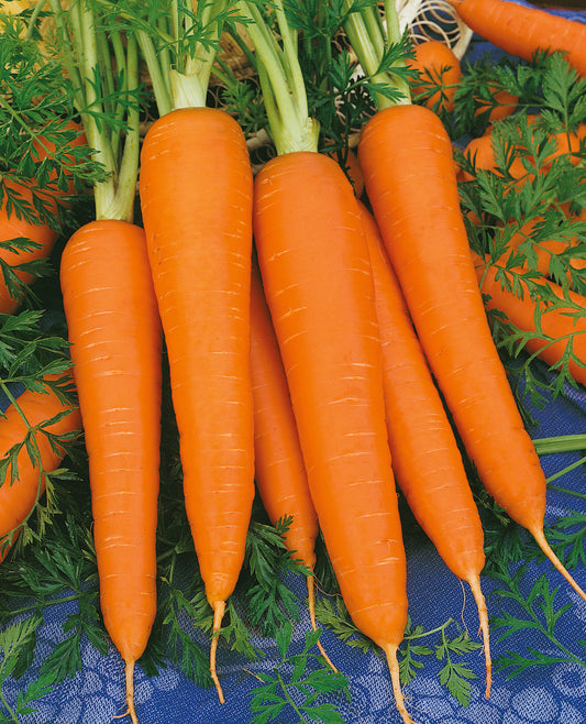 Carrots (3-pack)