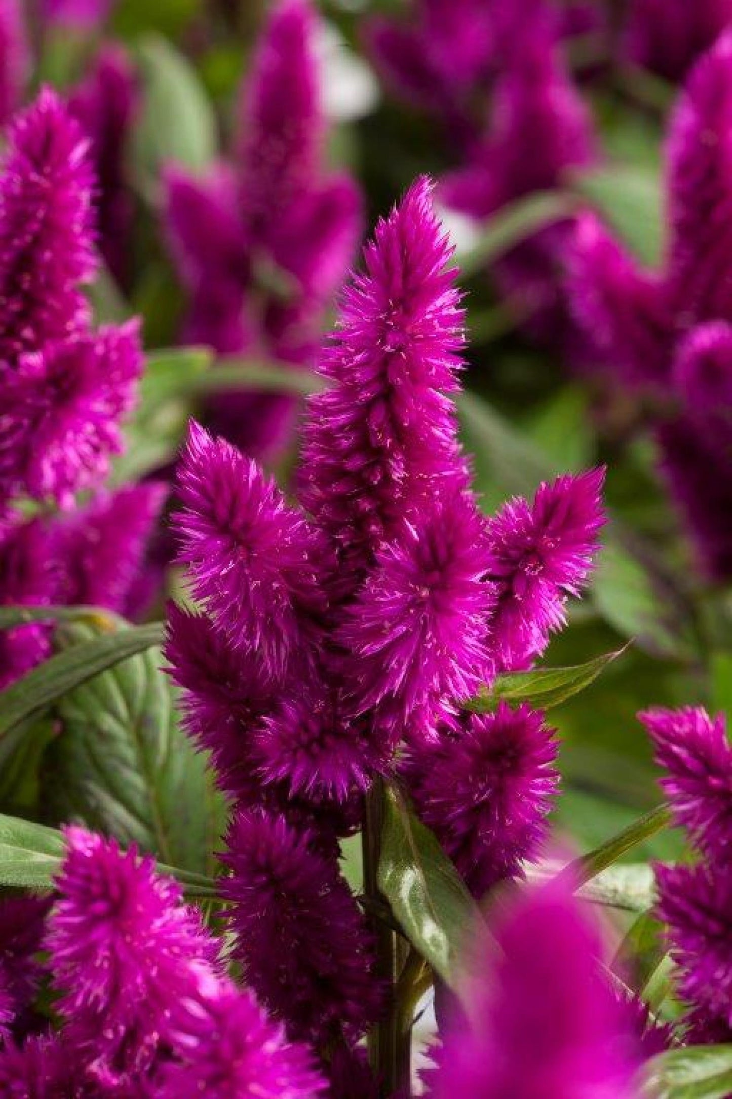 Celosia Intenz Deep Purple