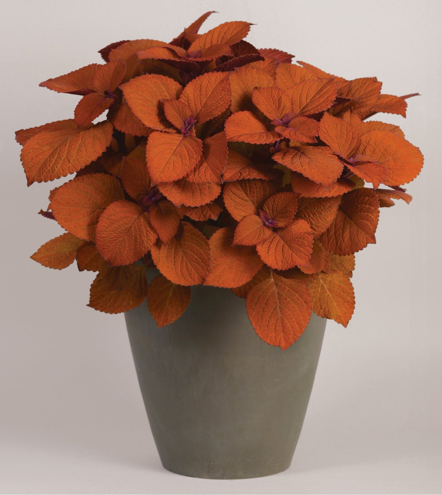 Coleus Charged Up Campfire (5" pot)