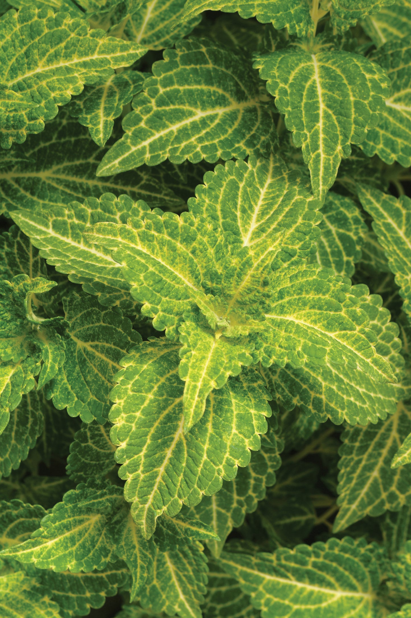 Coleus Charged Up Electric Lime (5" pot)
