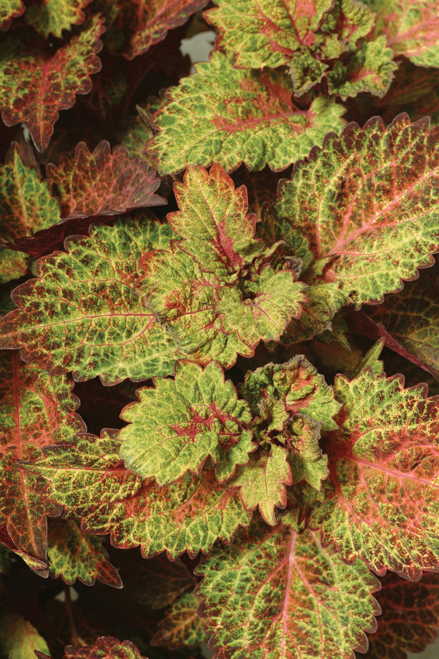 Coleus Charged Up Indian Summer (5" pot)
