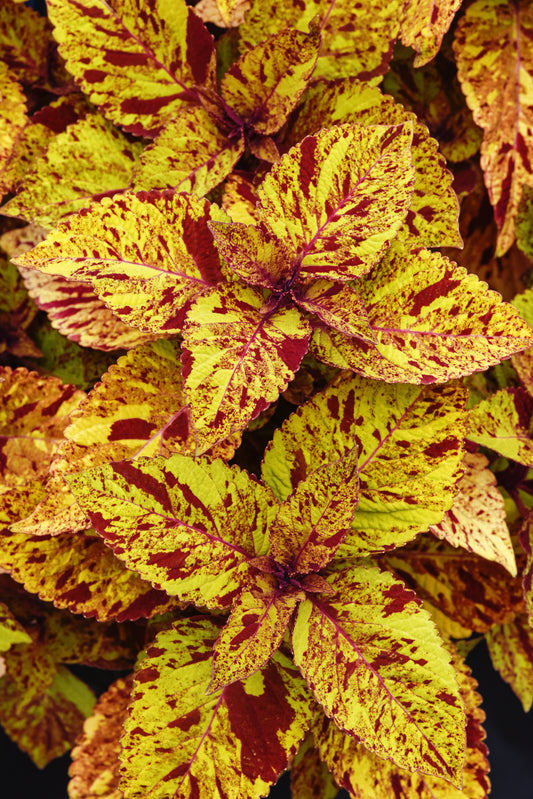 Coleus Marble Mania (5" orange pot)