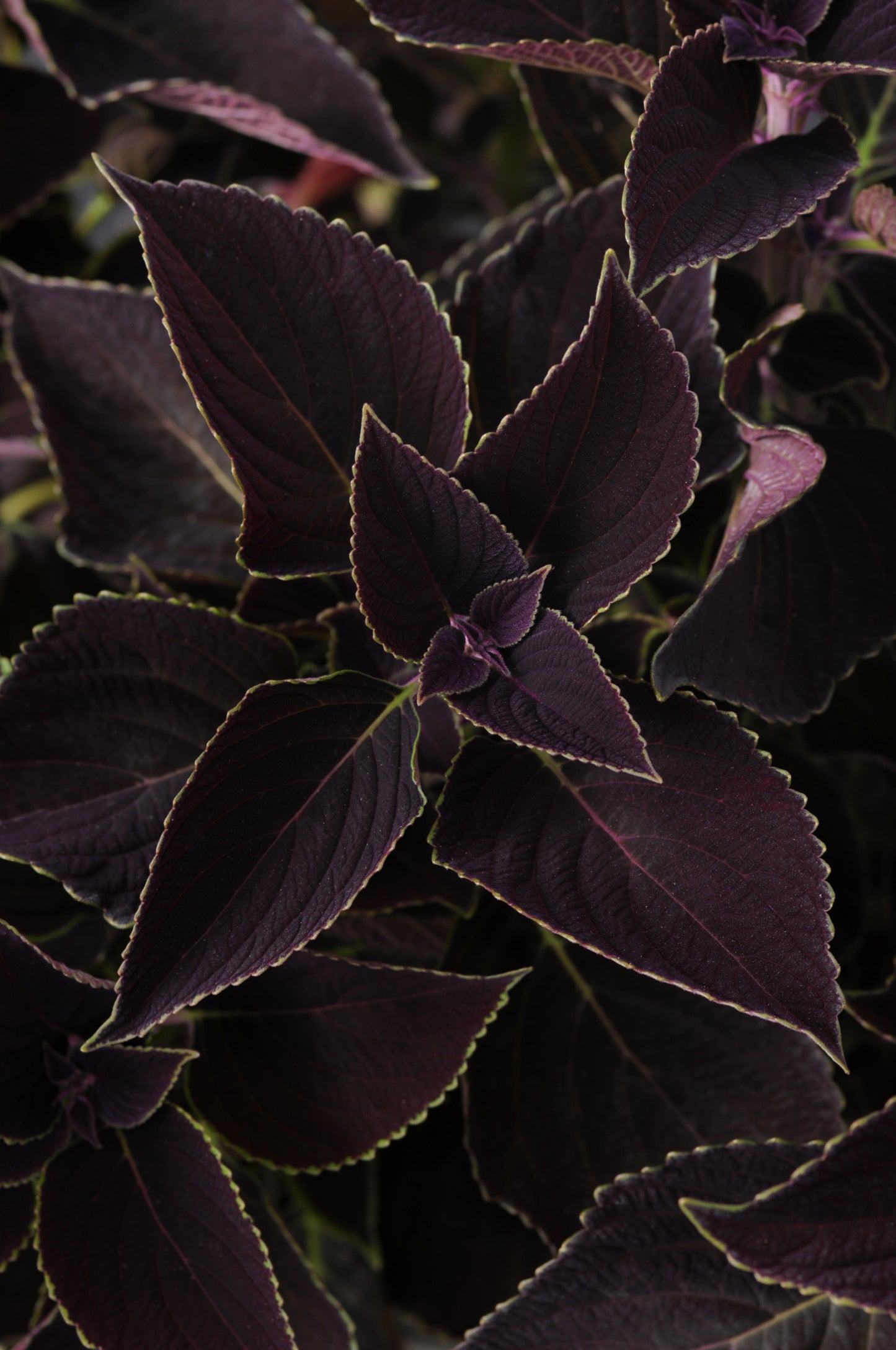 Coleus Volcanica Vino (5" pot)