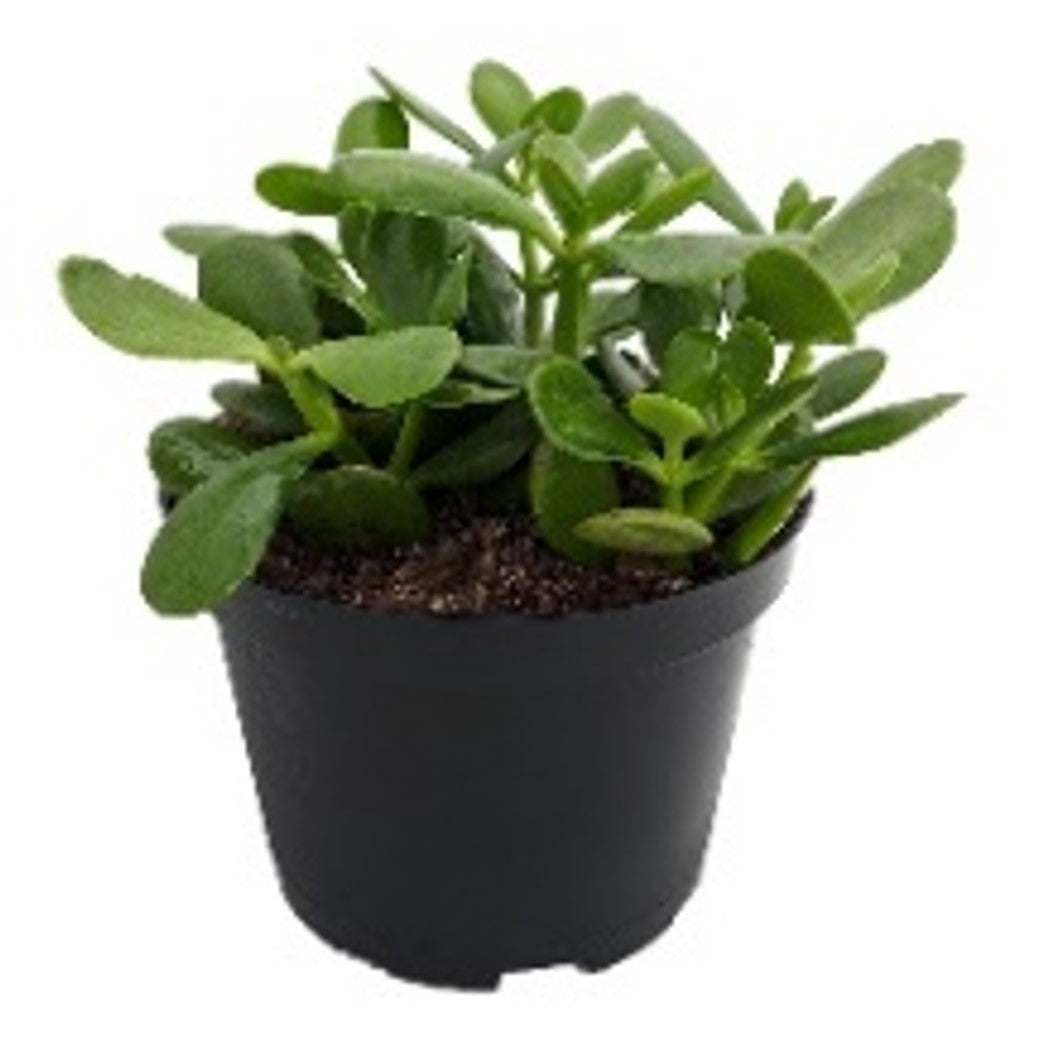 Jade plant (3.5" square pot)