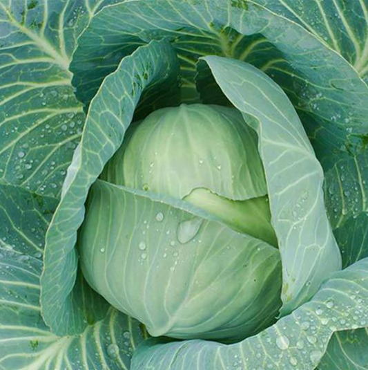 Cabbage Late Flat Dutch (3-pack)