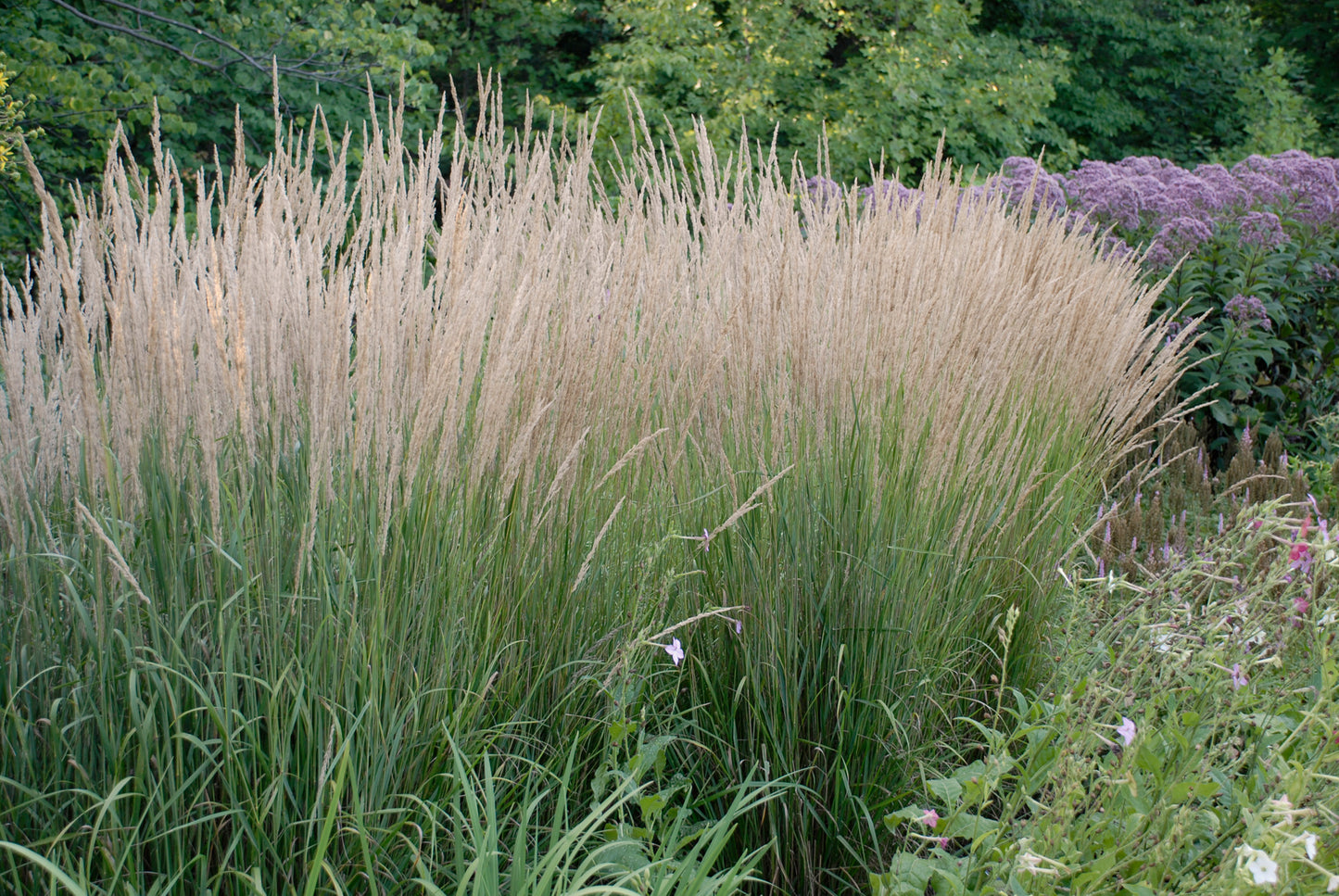 Perennial Grass Carl Foerster (6" orange pot)