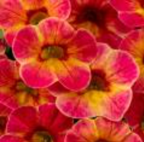 Calibrachoa Chameleon Sunshine Berry (5" pot)