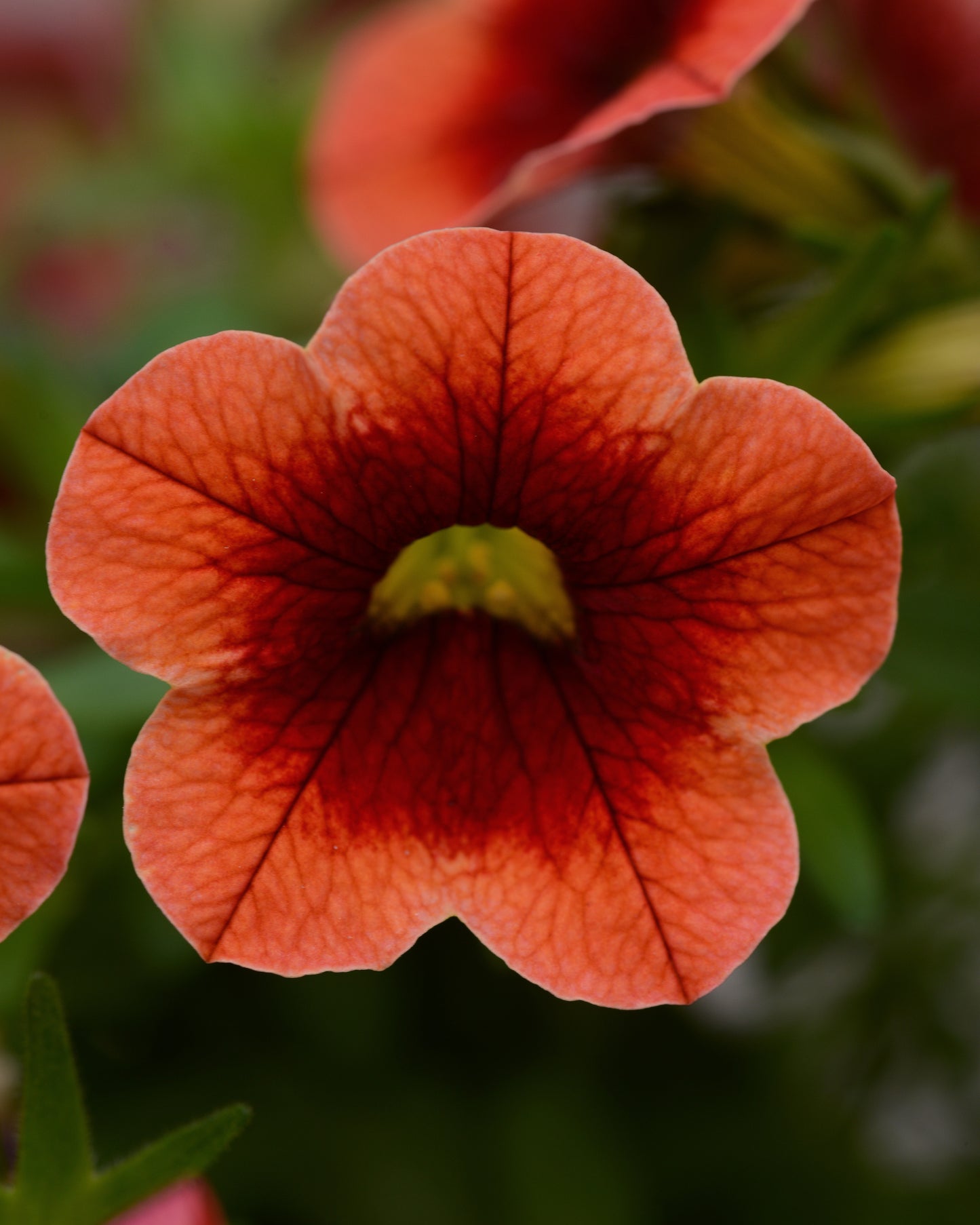 Calibrachoa Conga Orange Kiss (5" pot)