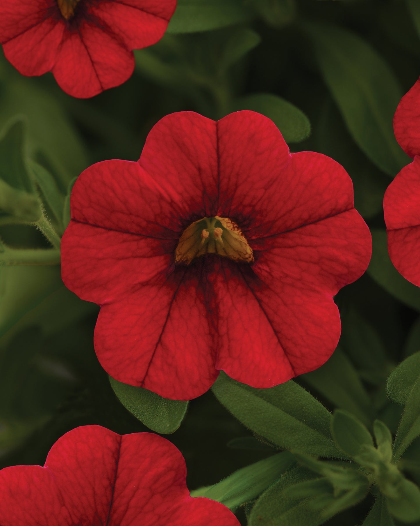 Calibrachoa Minifamous Neo Vampire (5" pot)