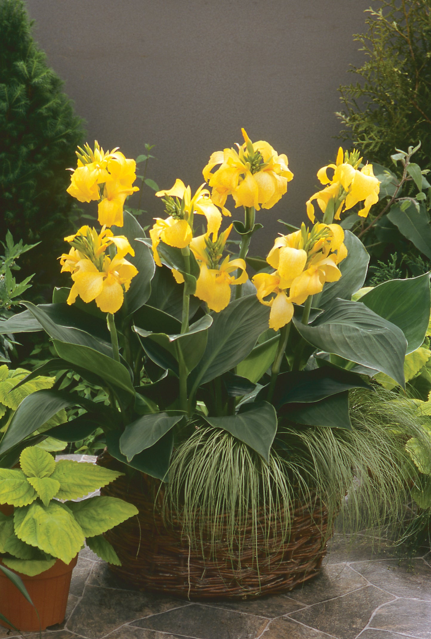 Canna Cannova® Yellow (6.5" tall pot)