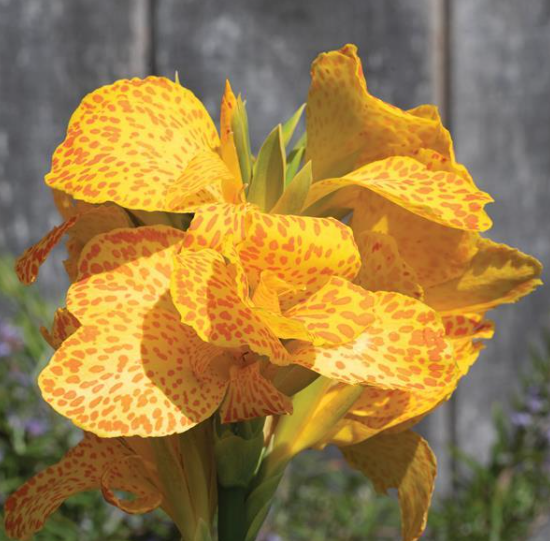 Canna Lily Tropical Gold Leopard (6" orange pot)