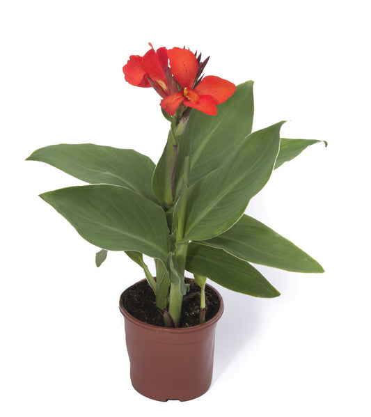 Canna Cannova® Scarlet (6.5" tall pot)