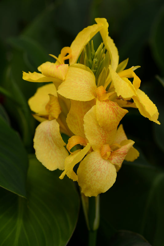 Canna Cannova® Yellow (6.5" tall pot)