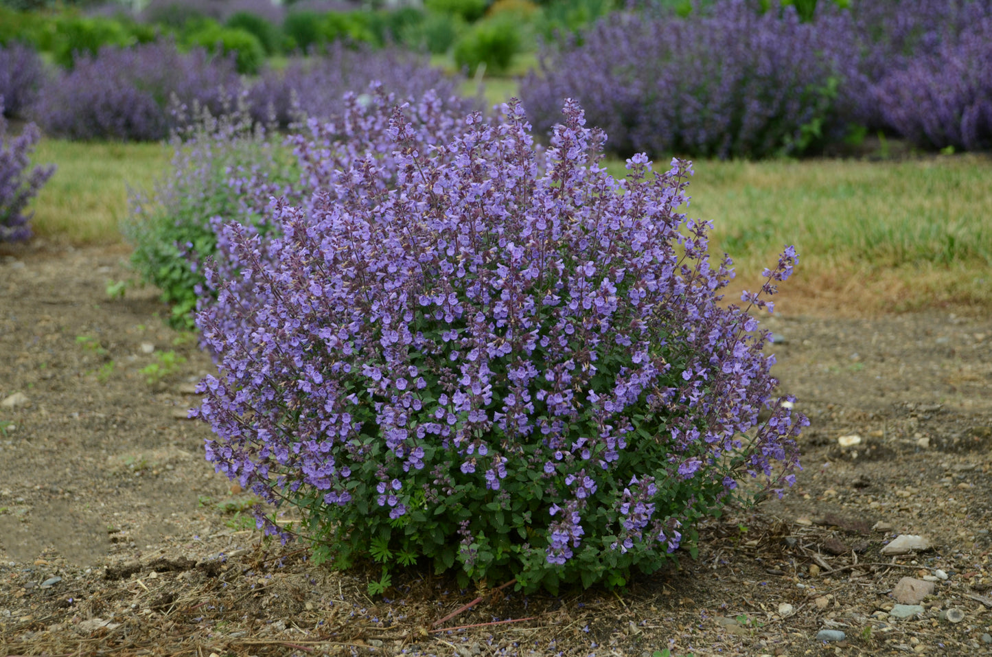Herb Catnip (3.5" pot)