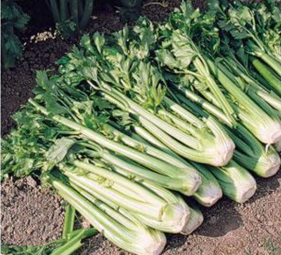 Celery (3-pack)