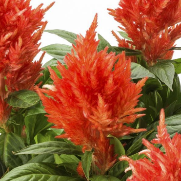 Celosia Kelos Fire Orange