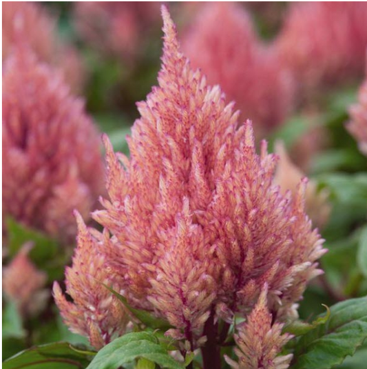 Celosia Smart Look Romantica (3-pack)
