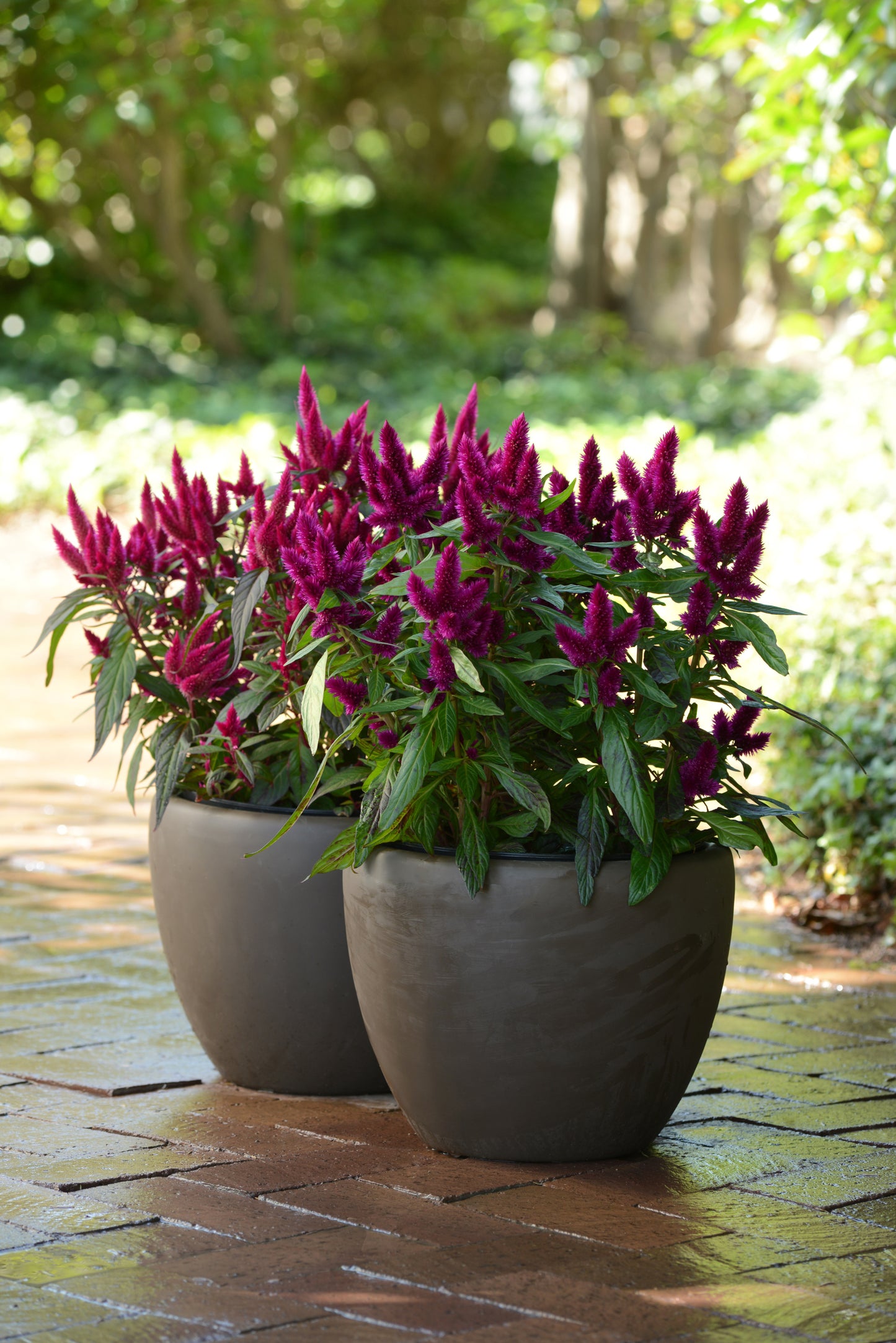 Celosia Intenz Deep Purple