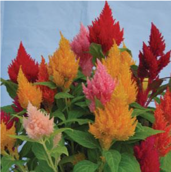 Celosia Kimono Mix (3-pack)