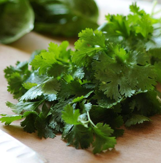 Herb Cilantro (3.5" pot)