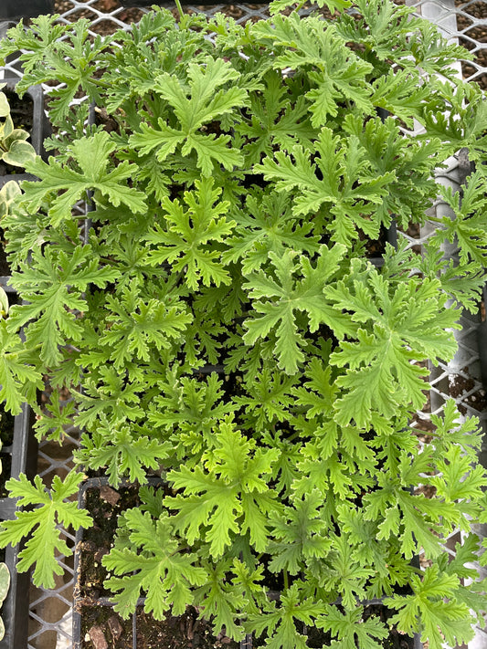 Citrosa (6" green pot)