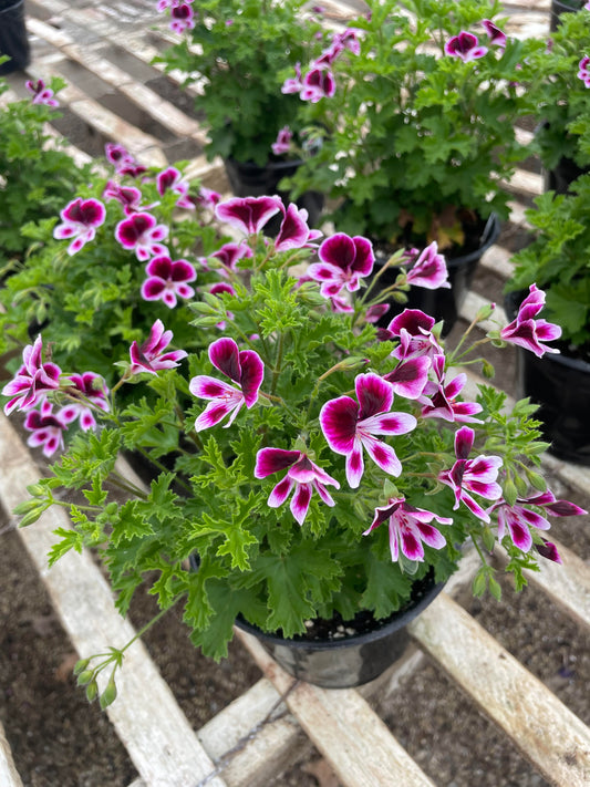Citrosa Geranium or Flowering (6" green pot)