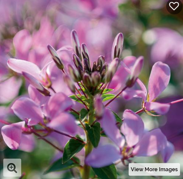 Cleome Senorita Rose - LARGE (6-pack)