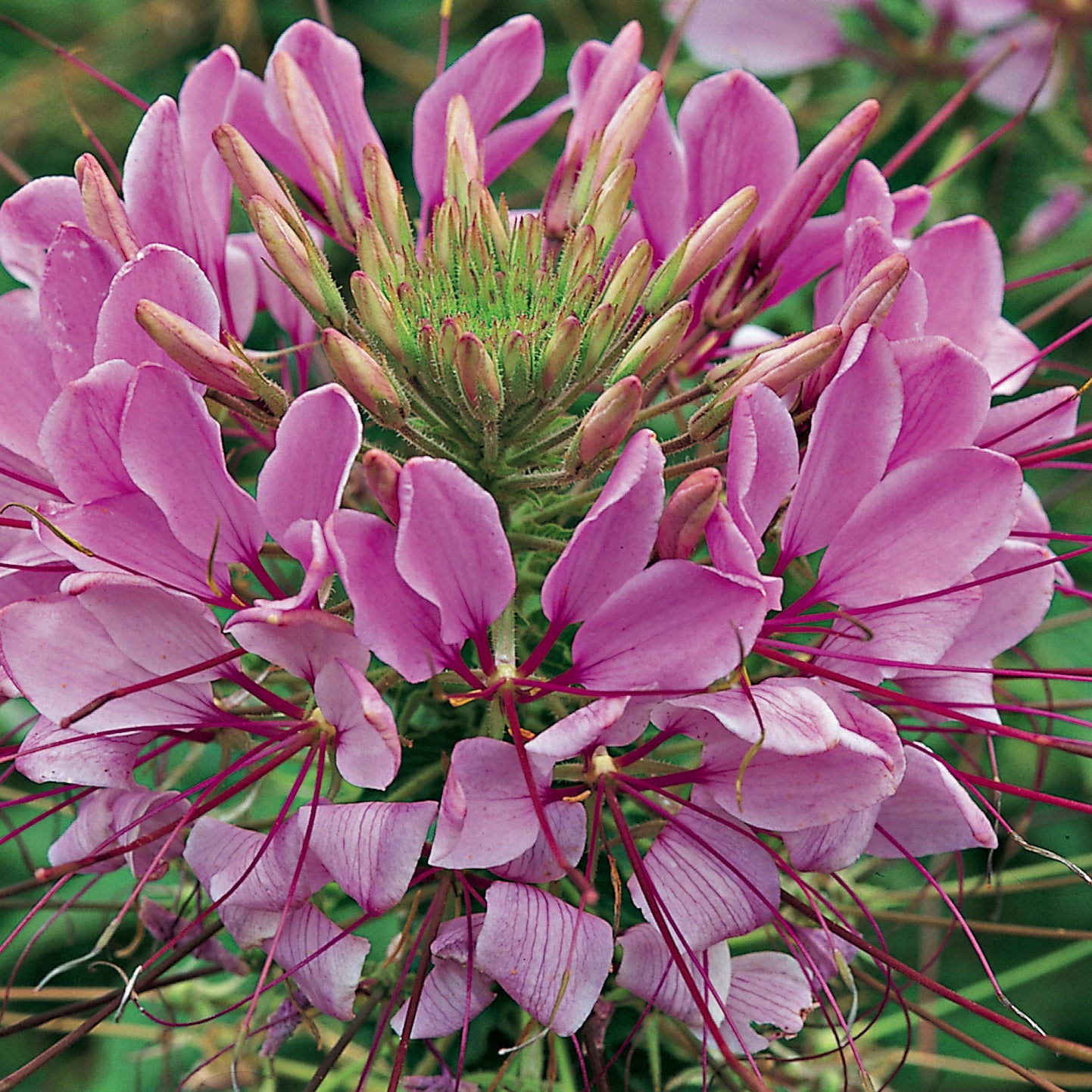 Cleome Senorita Lavender - LARGE (6-pack)