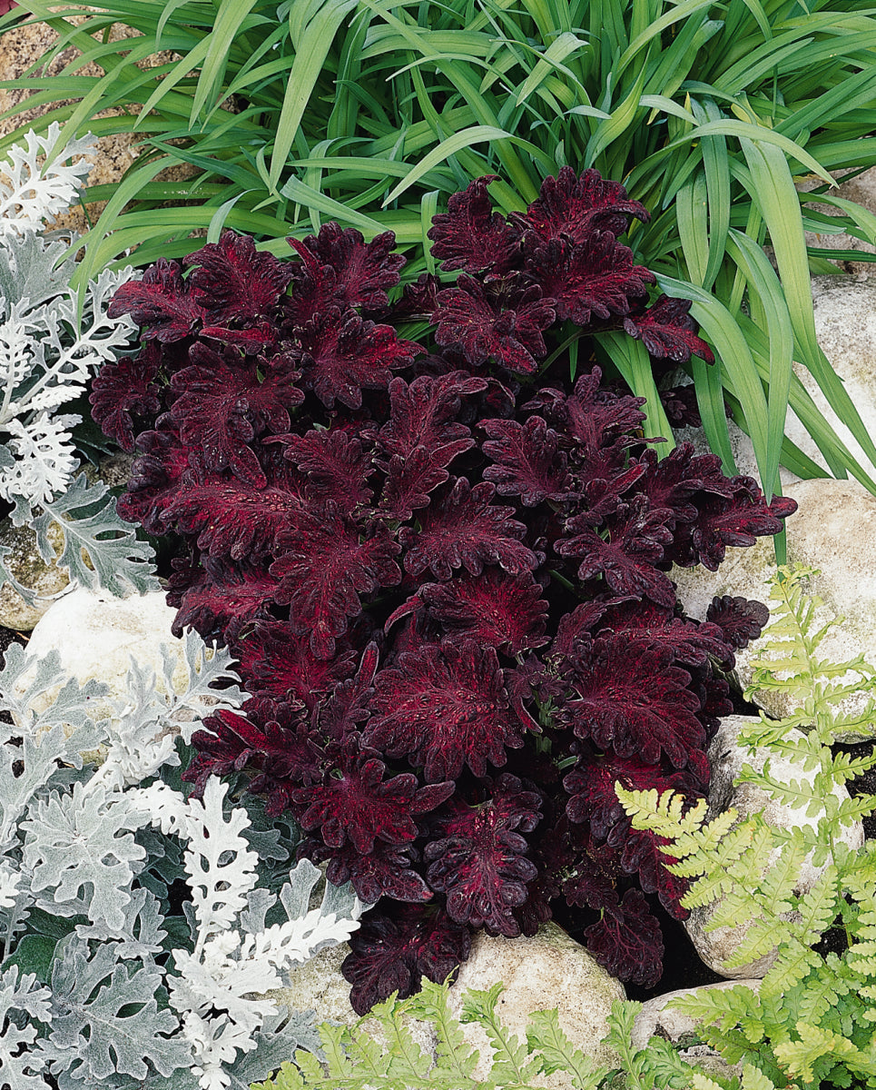 Coleus Black Dragon (3-pack)
