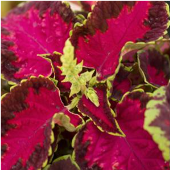 Coleus Fairway Rose (3-pack)