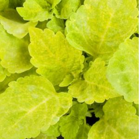 Coleus Fairway Yellow (3-pack)