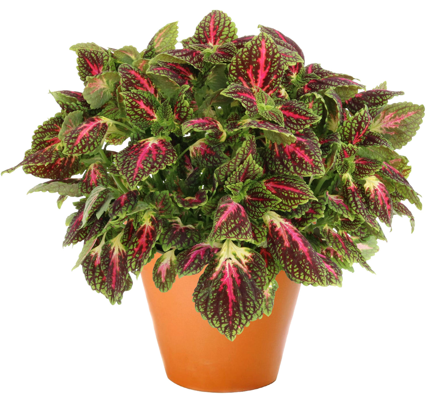 Coleus Main Street La Rambla (5" pot)