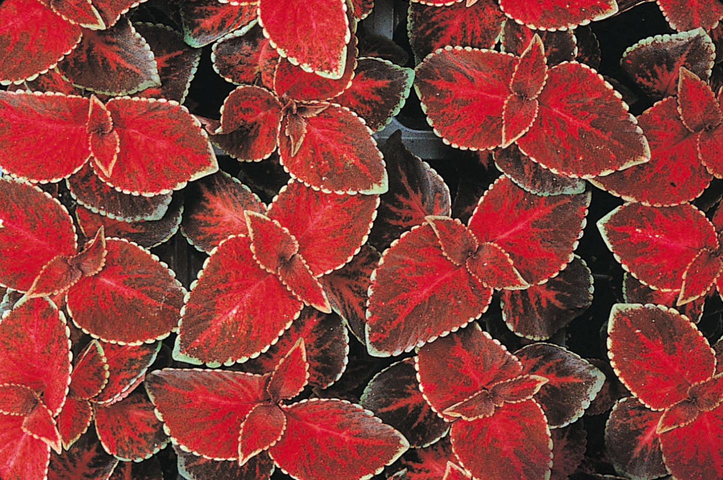 Coleus Wizard Velvet (3-pack)