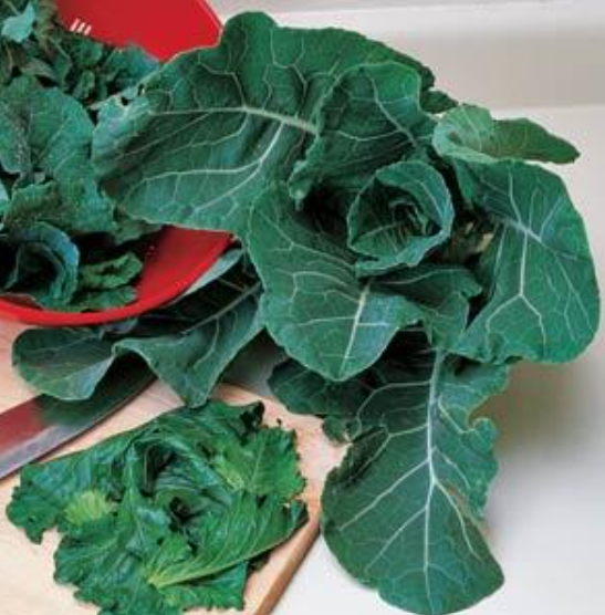 Collards (3-pack) – The Gilded Greenhouse