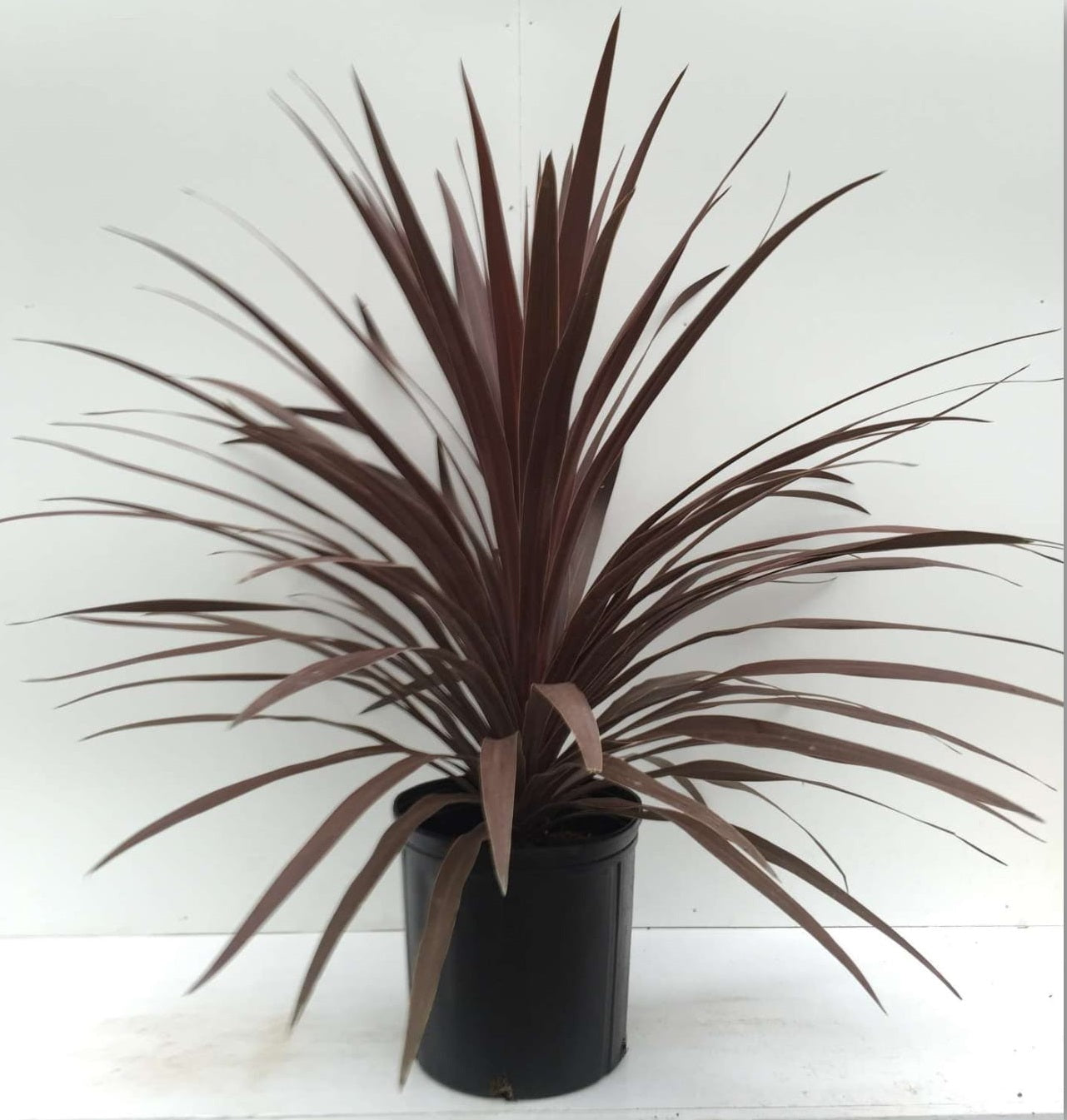 Cordyline Red Star Spike (6" orange pot)