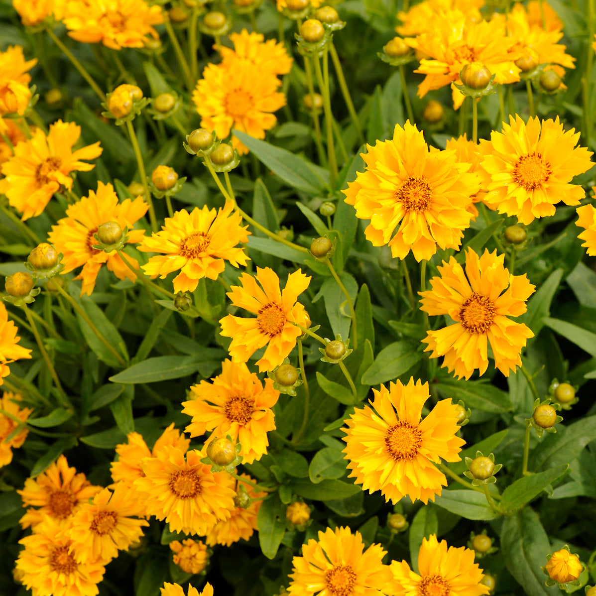 Coreopsis Jethro Tull (6.5" tall pot)
