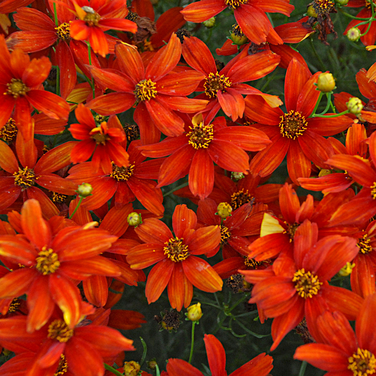 Coreopsis Crazy Cayenne (6.5" tall pot)