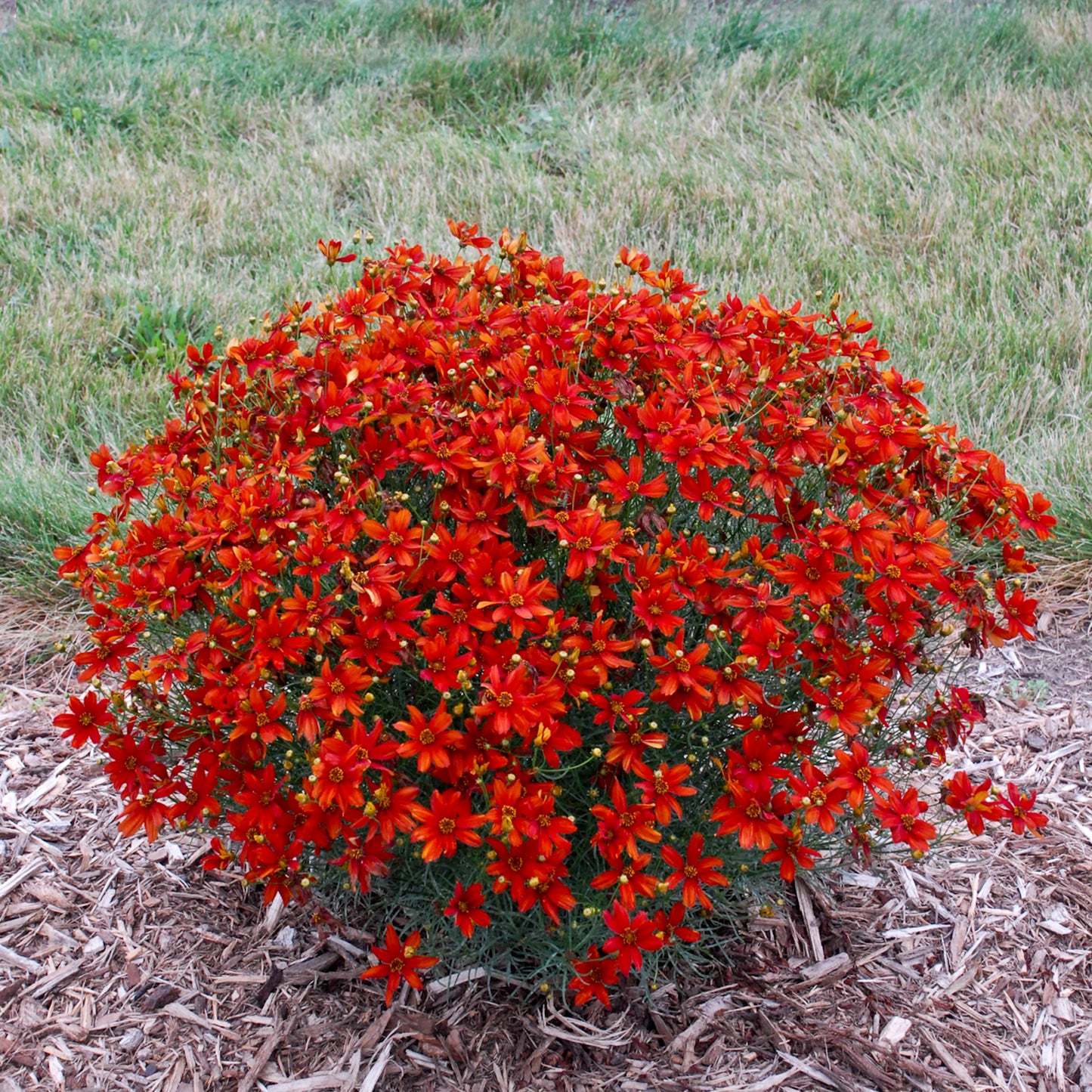 Coreopsis Crazy Cayenne (6.5" tall pot)