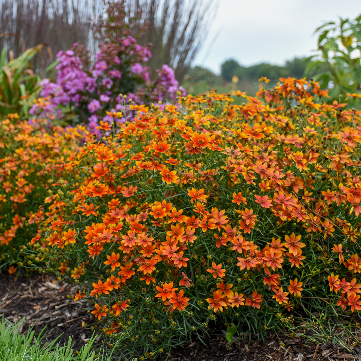 Coreopsis Crazy Cayenne (6.5" tall pot)