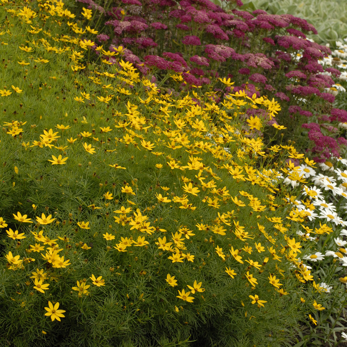 Coreopsis Zagreb (6.5" tall pot)