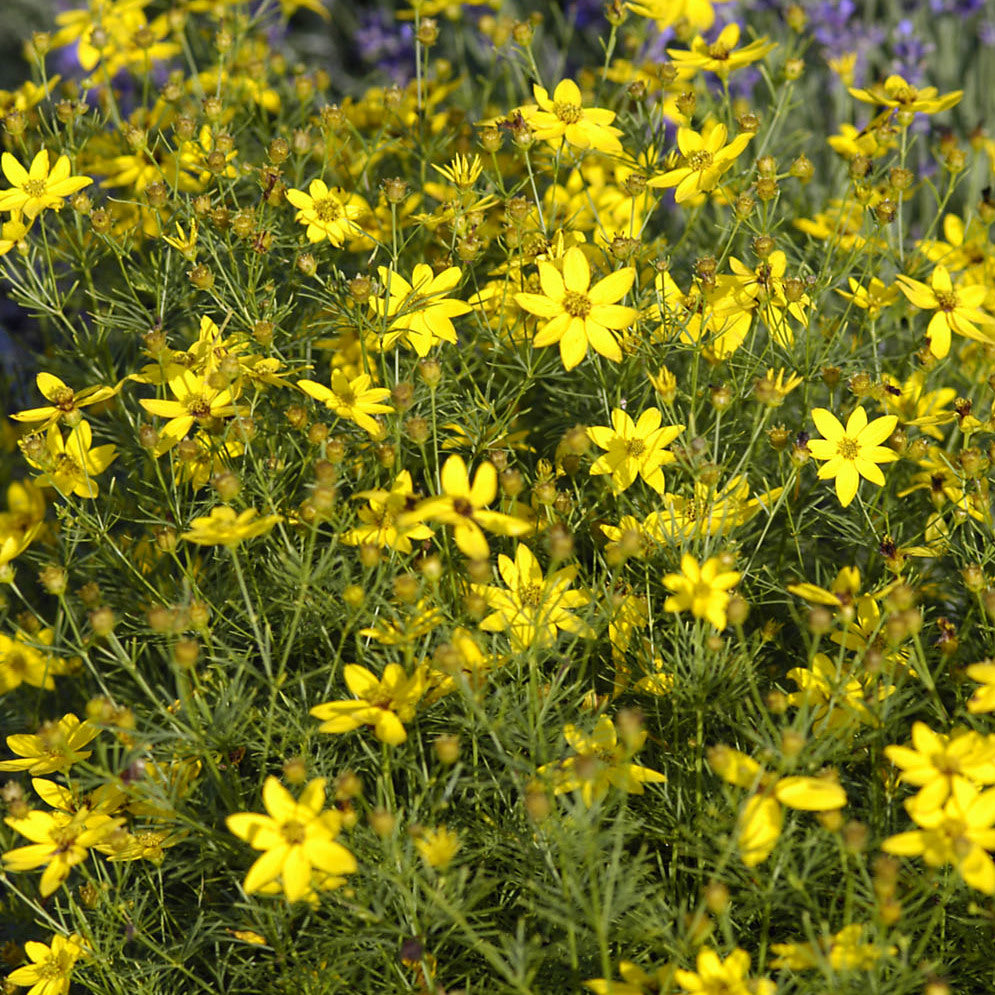 Coreopsis Zagreb (6.5" tall pot)